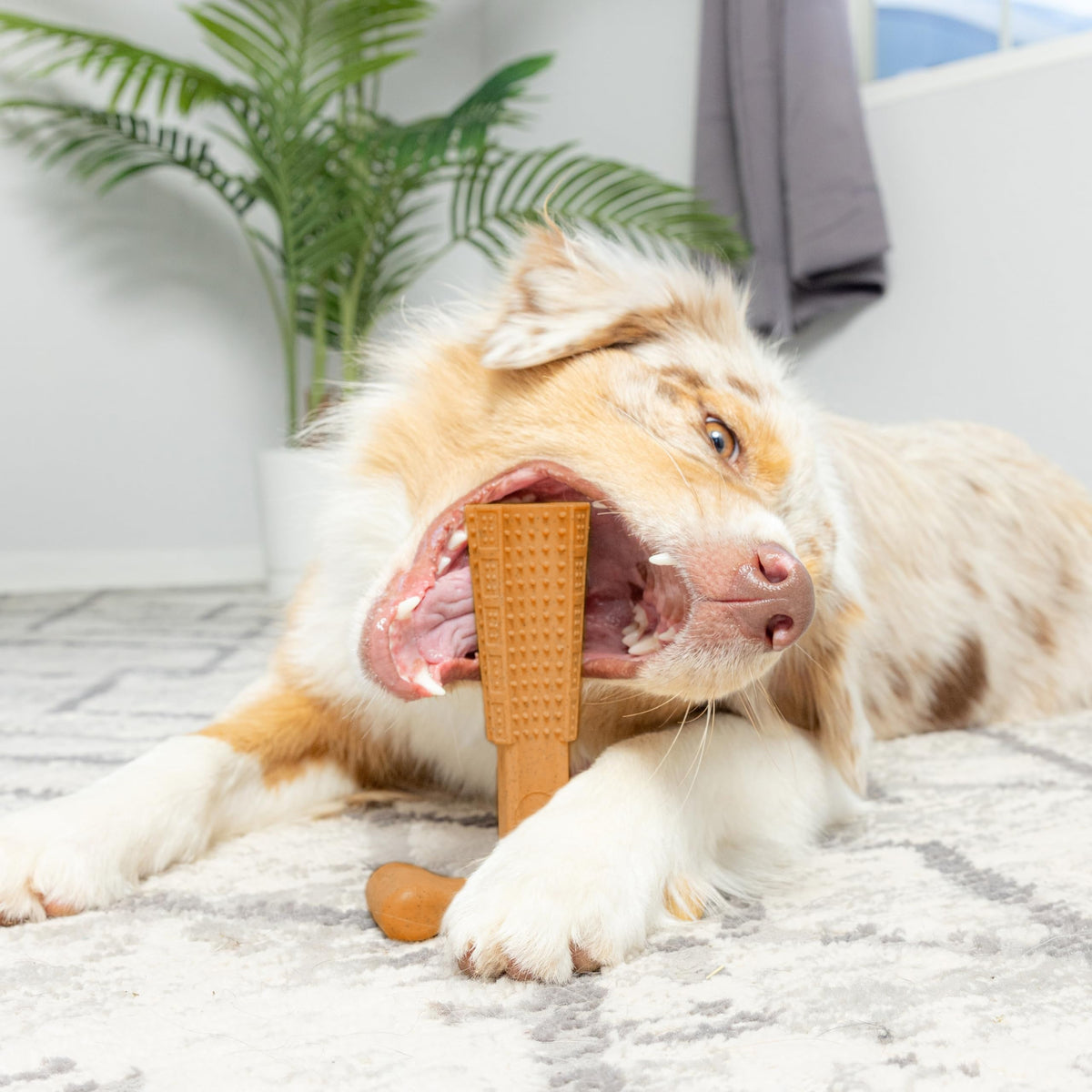 Jouet à mâcher dentaire pour chien en forme de T – Jouet à mâcher durable en plastique anti-éclats avec crêtes texturées et prise ergonomique pour mâcheurs agressifs, chiots en période de dentition et chiens adultes, jouet de nettoyage dentaire pour chien