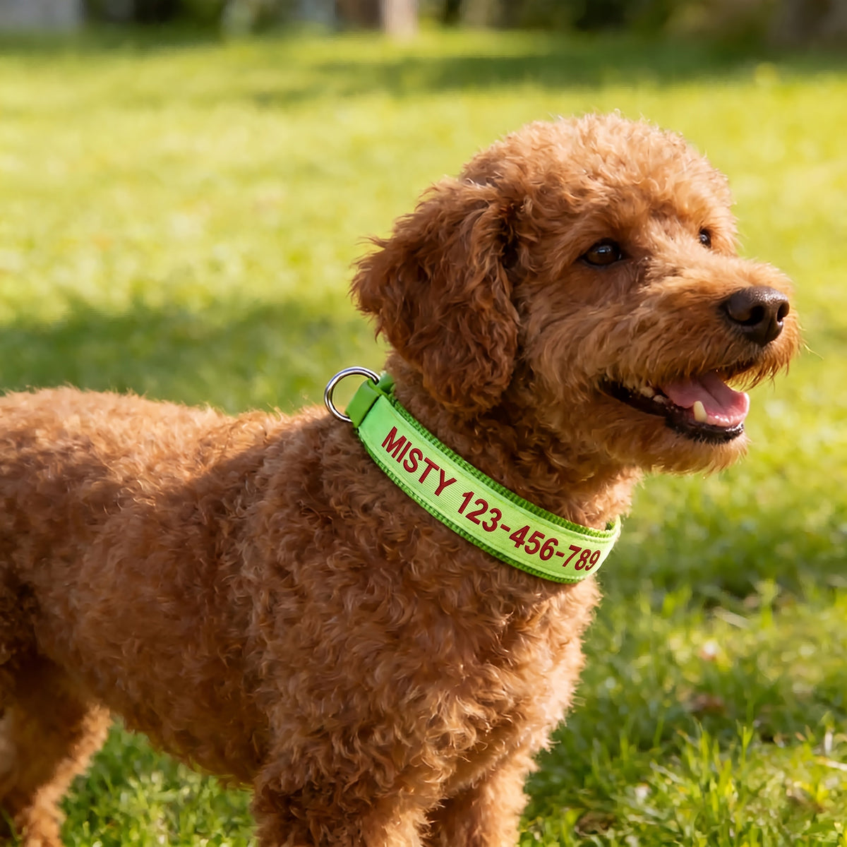 Collier pour chien phosphorescent personnalisé – Nom et numéro de téléphone brodés, collier de sécurité lumineux pour chiens de petite, moyenne et grande taille, conception anti-perte disponible en XS/S/M/L, 5 couleurs au choix