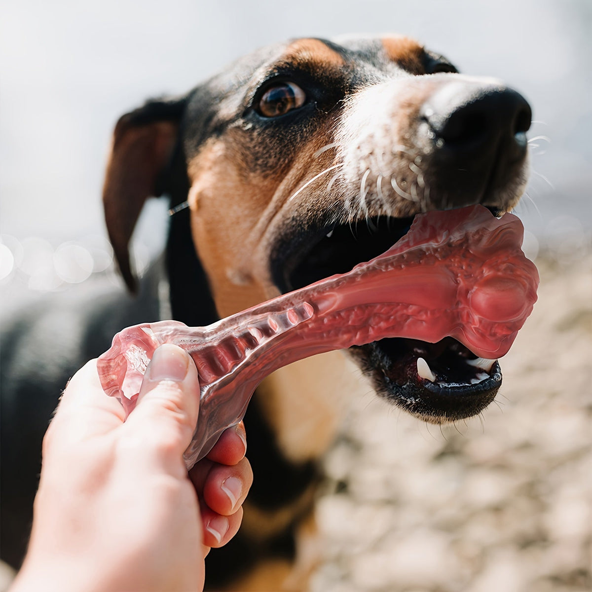 Jouet à mâcher indestructible pour chiens destructeurs, os en caoutchouc naturel durable pour le nettoyage des dents et le jeu interactif, os non toxique pour chiens de petites, moyennes et grandes races – Taille L 15 cm