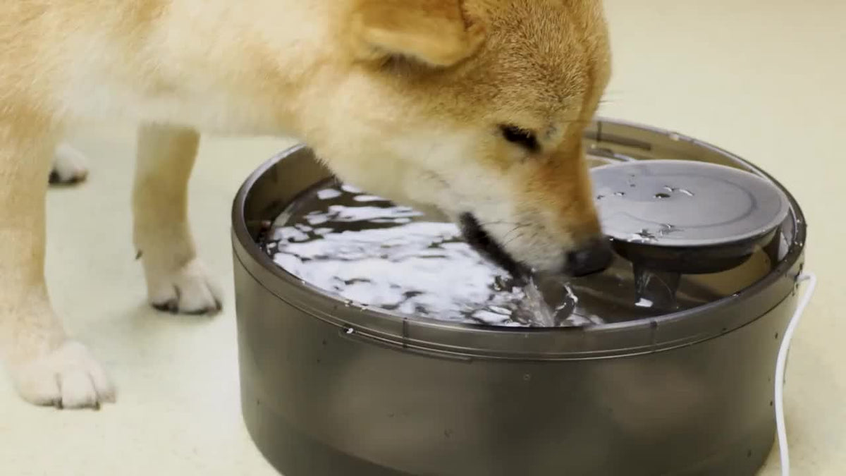 Fontaine à eau automatique pour chien, distributeur d'eau pour animaux de compagnie grande capacité de 4,9 litres avec protection anti-éclaboussures, kit de nettoyage et USB basse tension pour chiens, chats et foyers multi-animaux