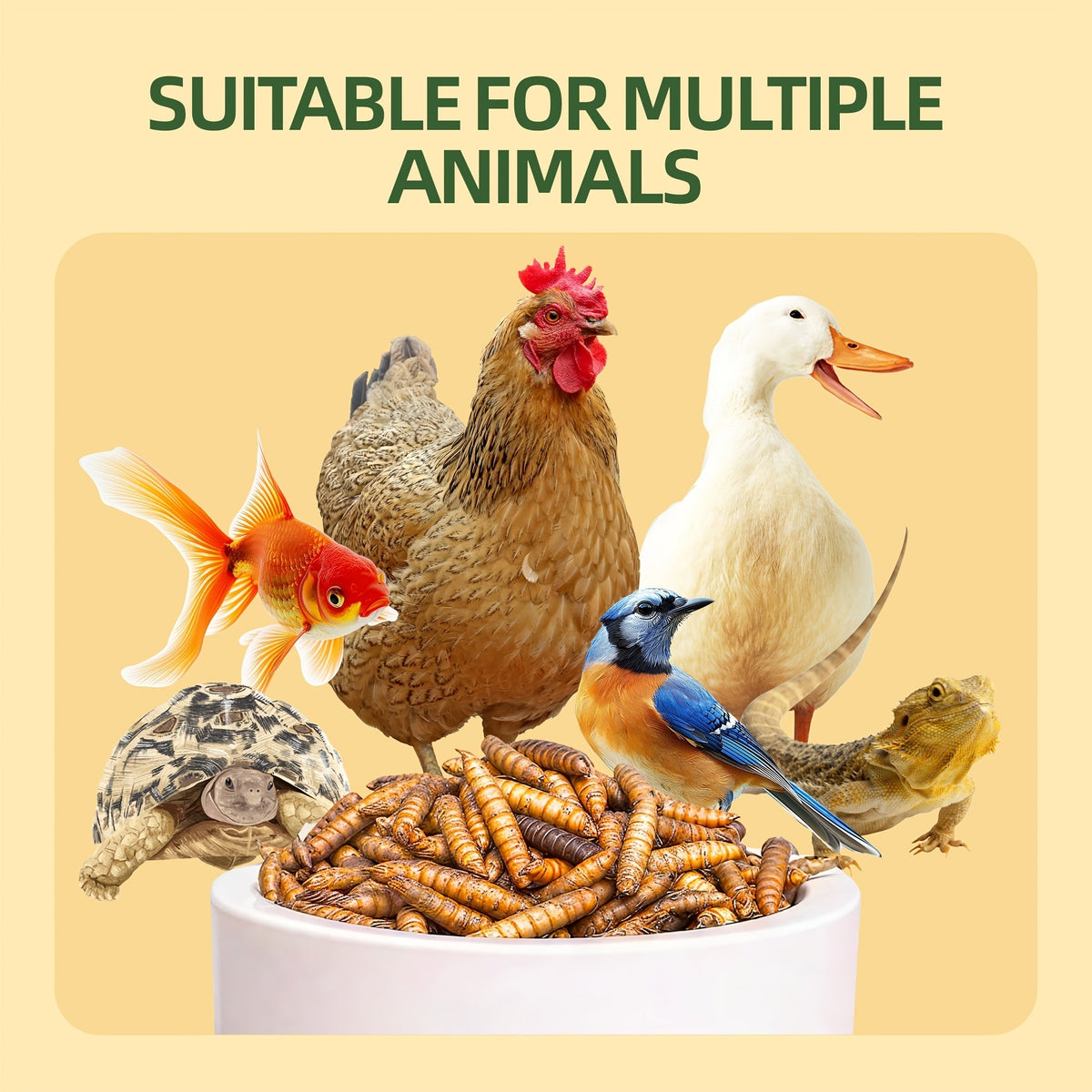 Larves de mouches soldats noires séchées pour poules – 43 % de protéines et 85 fois plus de calcium que les vers de farine, friandises naturelles sans OGM pour poules pondeuses, canards, cailles, oiseaux et reptiles, 2 lb / 5 lb / 10 lb