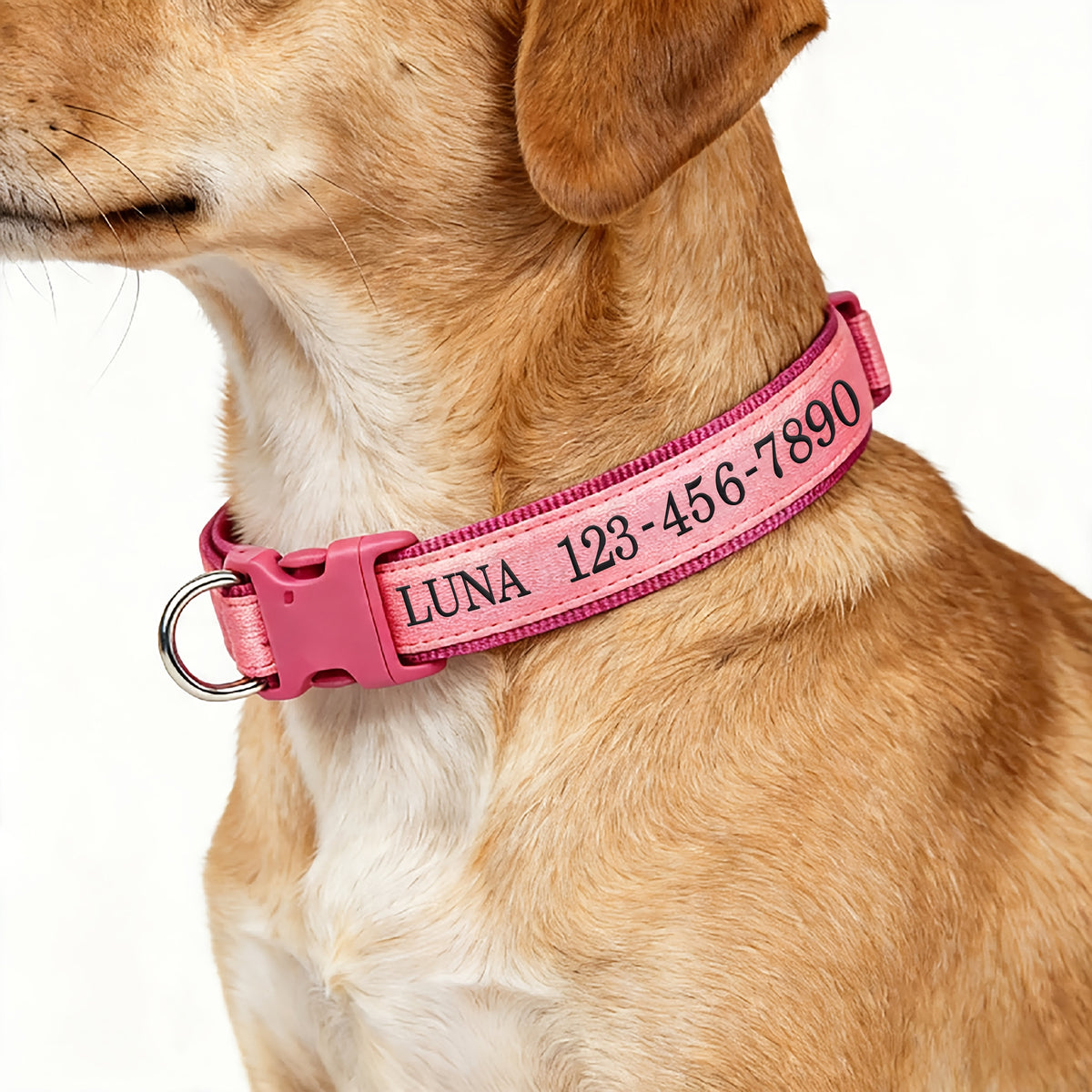 Collier pour chien phosphorescent personnalisé – Nom et numéro de téléphone brodés, collier de sécurité lumineux pour chiens de petite, moyenne et grande taille, conception anti-perte disponible en XS/S/M/L, 5 couleurs au choix