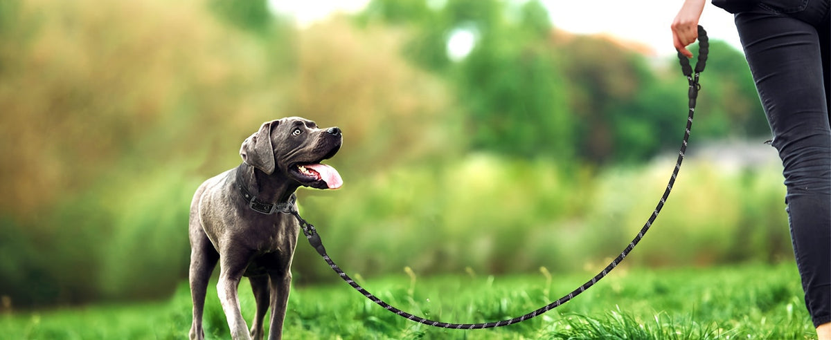 Ensemble harnais anti-traction et laisse pour chien – Harnais gilet réglable en tissu Oxford réfléchissant avec laisse à poignée rembourrée de 1,5 mètre pour chiens moyens à grands, boucles à dégagement rapide, tailles S à XL, 5 couleurs