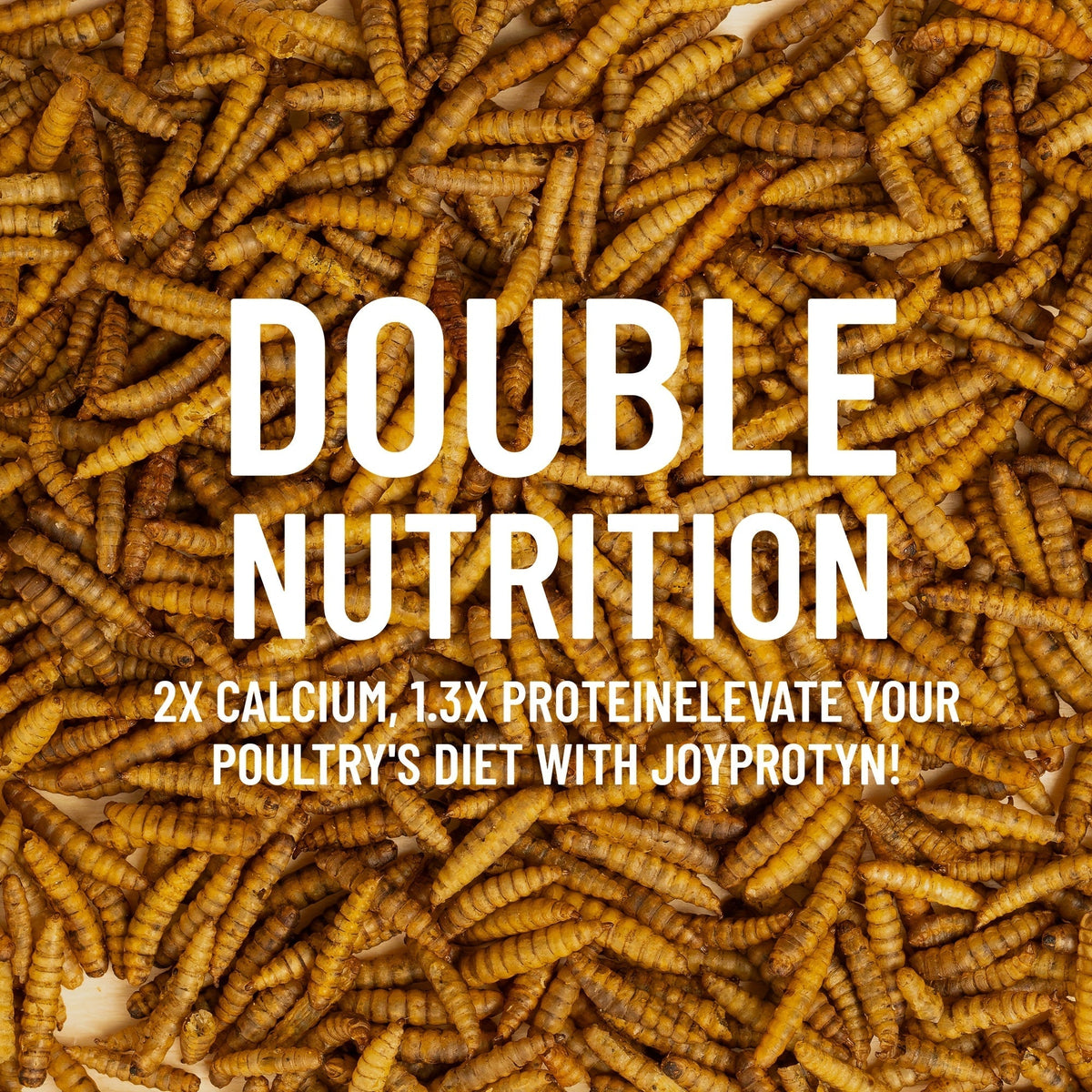 Larves de mouches soldats noires séchées pour poules – 43 % de protéines et 85 fois plus de calcium que les vers de farine, friandises naturelles sans OGM pour poules pondeuses, canards, cailles, oiseaux et reptiles, 2 lb / 5 lb / 10 lb
