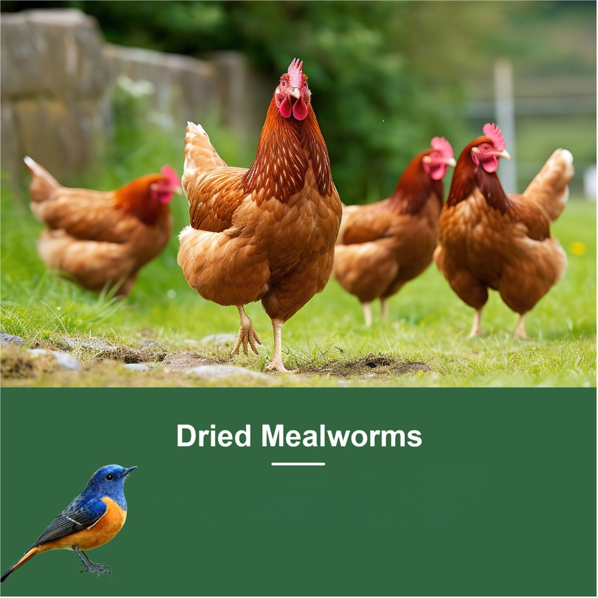 Vers de farine séchés pour poules, oiseaux sauvages et canards – Aliment naturel riche en protéines pour poules, tortues, poissons, lézards et hamsters, nourriture animale séchée sans OGM, plusieurs formats de 0,6 à 40 livres
