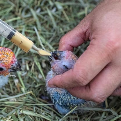 Kit de 6 tubes de seringue pour nourrissage d'oiseaux, kit d'élevage à la main pour oisillons, perroquets et petits animaux, sonde de gavage en plastique avec tube gradué, fournitures pour élevage à la main, usage vétérinaire et laboratoire