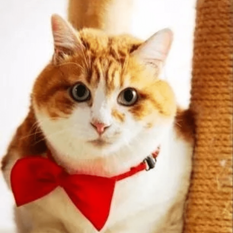 Collier avec nœud papillon réglable pour chiens et chats - Nœud papillon chic et durable en polyester, convient à un tour de cou de 25 à 40 cm, accessoire élégant pour petits, moyens et grands animaux, idéal pour les fêtes, les photos et les vacances