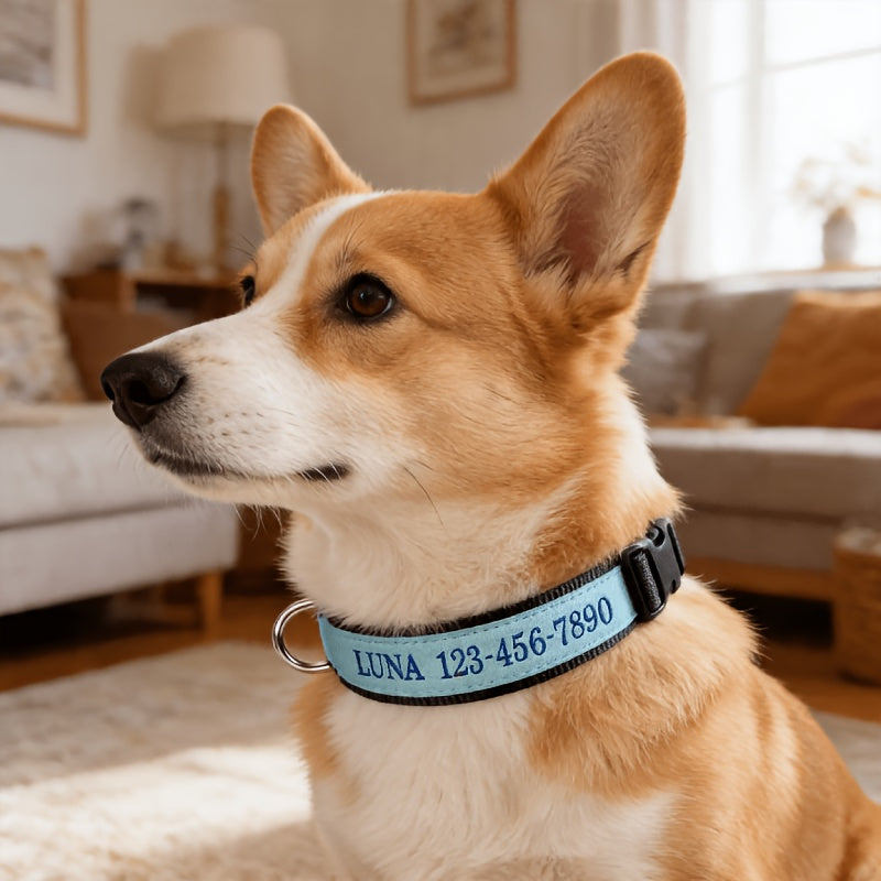 Collier pour chien phosphorescent personnalisé – Nom et numéro de téléphone brodés, collier de sécurité lumineux pour chiens de petite, moyenne et grande taille, conception anti-perte disponible en XS/S/M/L, 5 couleurs au choix