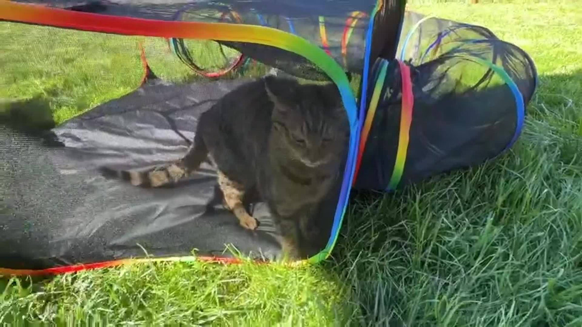 Parc pour chat Rainbow, enclos extérieur pour chat avec tunnel circulaire et tente pop-up portable, aire de jeu pliable pour chats, chatons et petits animaux, usage intérieur et extérieur