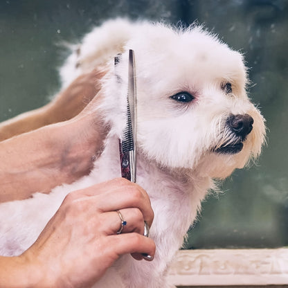 Kit de ciseaux de toilettage professionnels pour animaux 6 en 1 – Acier inoxydable 4CR revêtu de titane, bouts ronds de sécurité, universels pour droitiers et gauchers, ciseaux de toilettage robustes pour chiens, chats et tous les animaux