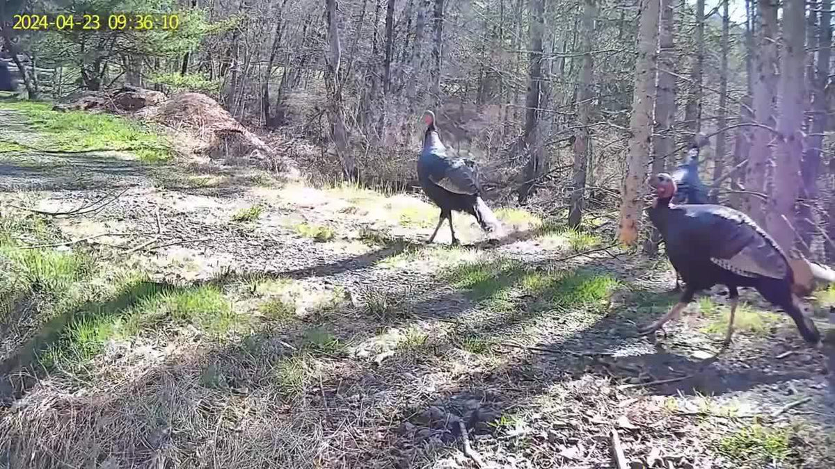 Caméra de chasse 4G sans Wi-Fi 2K 1440P à énergie solaire – Carte SIM intégrée, vision nocturne 23 m, déclenchement 0,2 s, batterie 7800 mAh, caméra de surveillance et de chasse extérieure sans fil pour zones isolées
