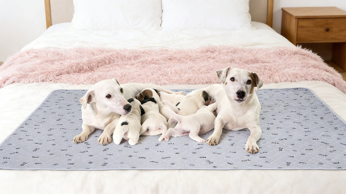 Alèses lavables et réutilisables pour chien avec motif os – Alèses d'entraînement pour chiot antidérapantes, imperméables et absorbantes, tapis de mise bas lavables en machine pour canapé, cage, parc et apprentissage de la propreté, plusieurs tailles