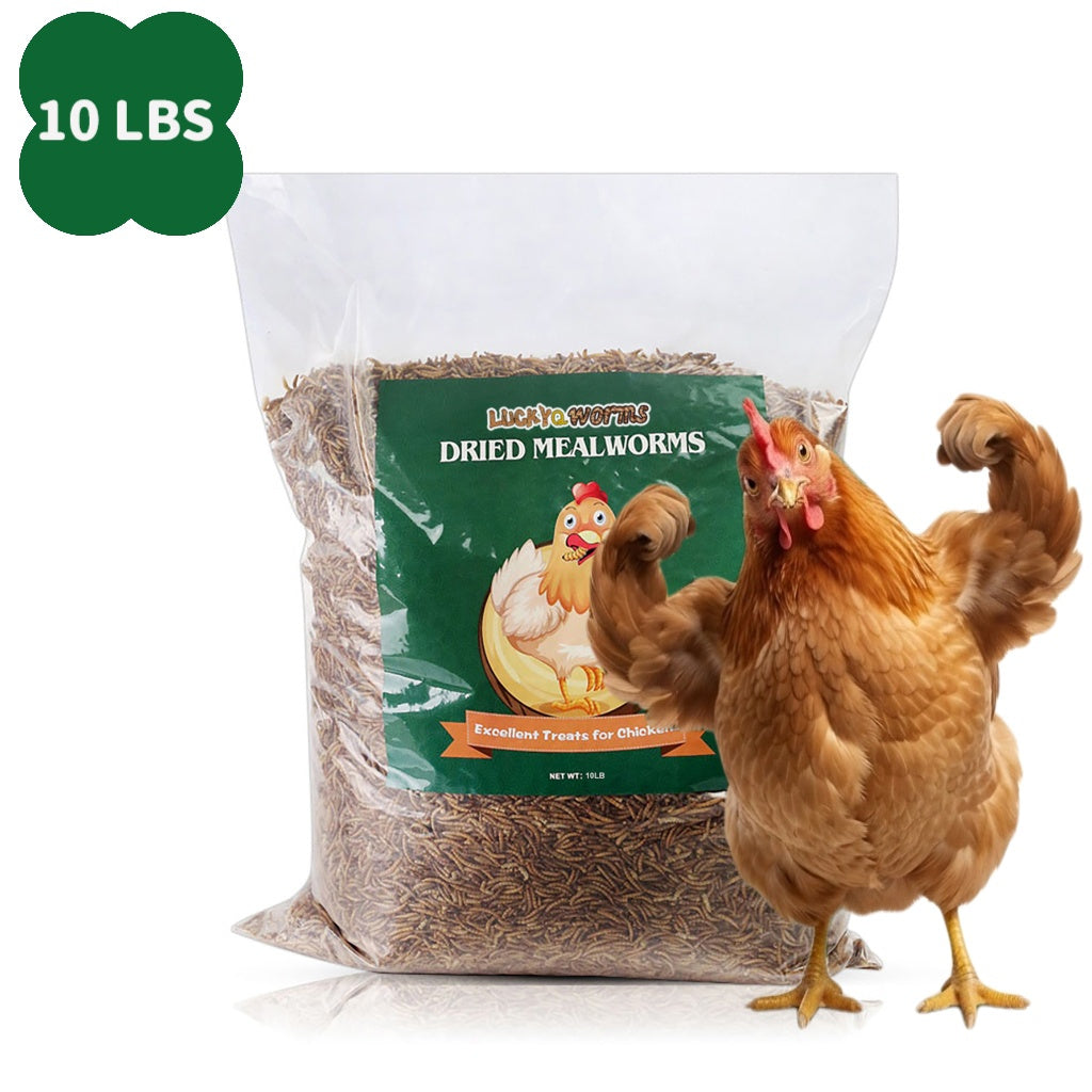 Vers de farine séchés pour poules, oiseaux sauvages et canards – Aliment naturel riche en protéines pour poules, tortues, poissons, lézards et hamsters, nourriture animale séchée sans OGM, plusieurs formats de 0,6 à 40 livres