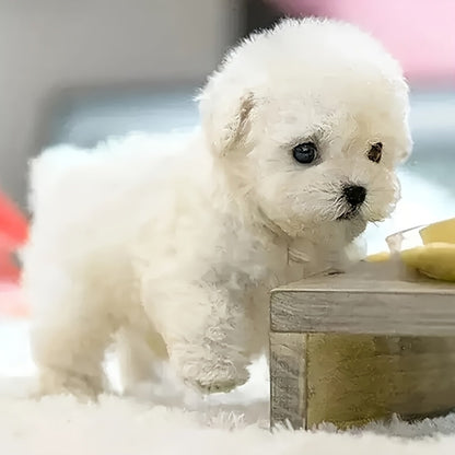 Chiot Labrador blanc interactif en peluche, jouet robotique qui marche, aboie et remue la queue, animal de compagnie électronique réaliste, idée cadeau pour anniversaire, Noël, fêtes, garçons et filles de 3 ans et plus
