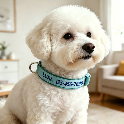 Collier pour chien phosphorescent personnalisé – Nom et numéro de téléphone brodés, collier de sécurité lumineux pour chiens de petite, moyenne et grande taille, conception anti-perte disponible en XS/S/M/L, 5 couleurs au choix
