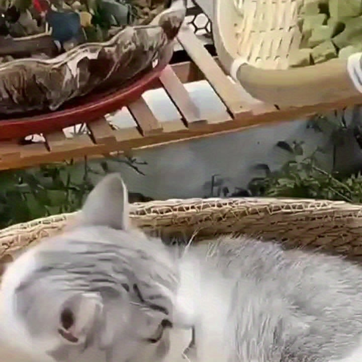 Comprimés lyophilisés d'herbe à chat pour le contrôle des boules de poils – Bâtonnets et granulés naturels à la menthe pour le soin des dents, friandises pour chat au poulet pour la santé dentaire et l'élimination des poils