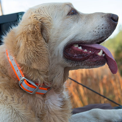 Collier pour chien réfléchissant et imperméable - Collier réglable en Biothane avec boucle et anneau en D en alliage de zinc, bande réfléchissante de sécurité nocturne, collier pour chien résistant à toutes les conditions météorologiques
