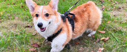 Ensemble harnais anti-traction et laisse pour chien – Harnais gilet réglable en tissu Oxford réfléchissant avec laisse à poignée rembourrée de 1,5 mètre pour chiens moyens à grands, boucles à dégagement rapide, tailles S à XL, 5 couleurs