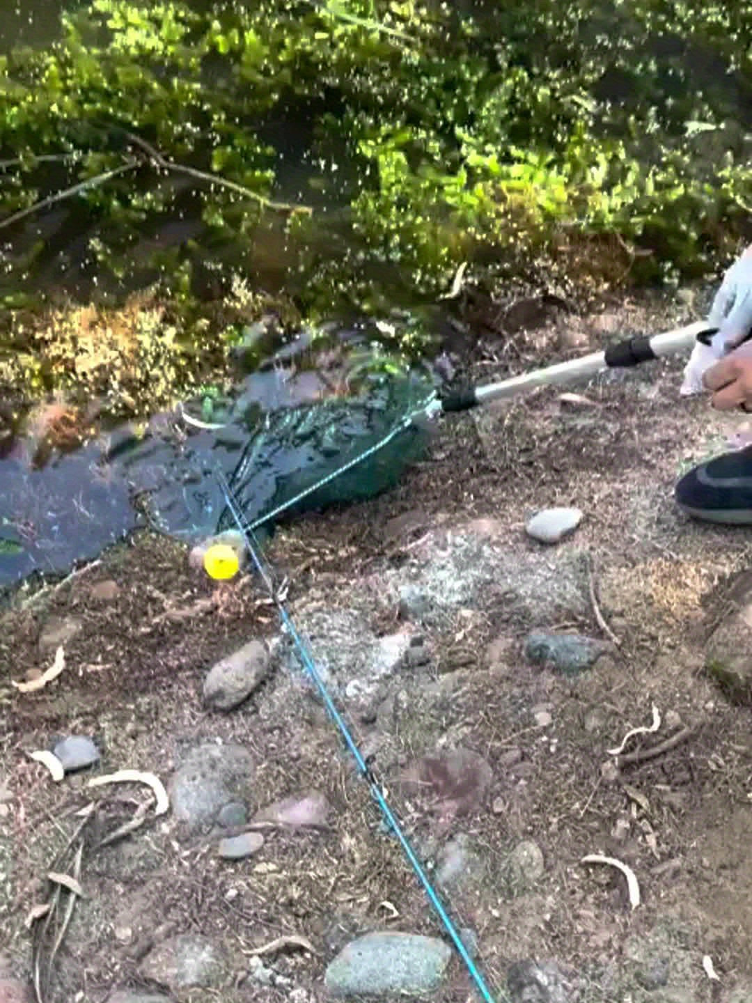 Épuisette de pêche télescopique pliable avec cadre en alliage d'aluminium – Manche extensible de 55 à 190 cm pour la pêche au bar, à la truite et à la mouche, épuisette professionnelle portable et repliable