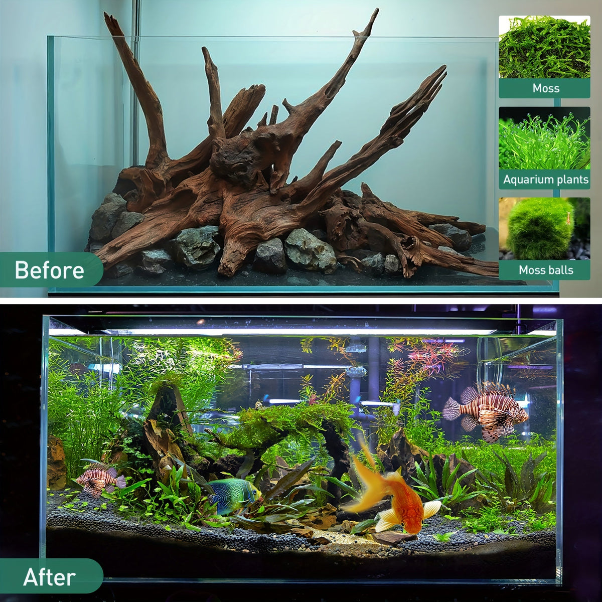 Bois flotté naturel à couler pour décoration d'aquarium – Lot de 3 grandes pièces en bois véritable pour aquarium d'eau douce, reptile et terrarium, bois flotté de teck violet sans danger pour les poissons