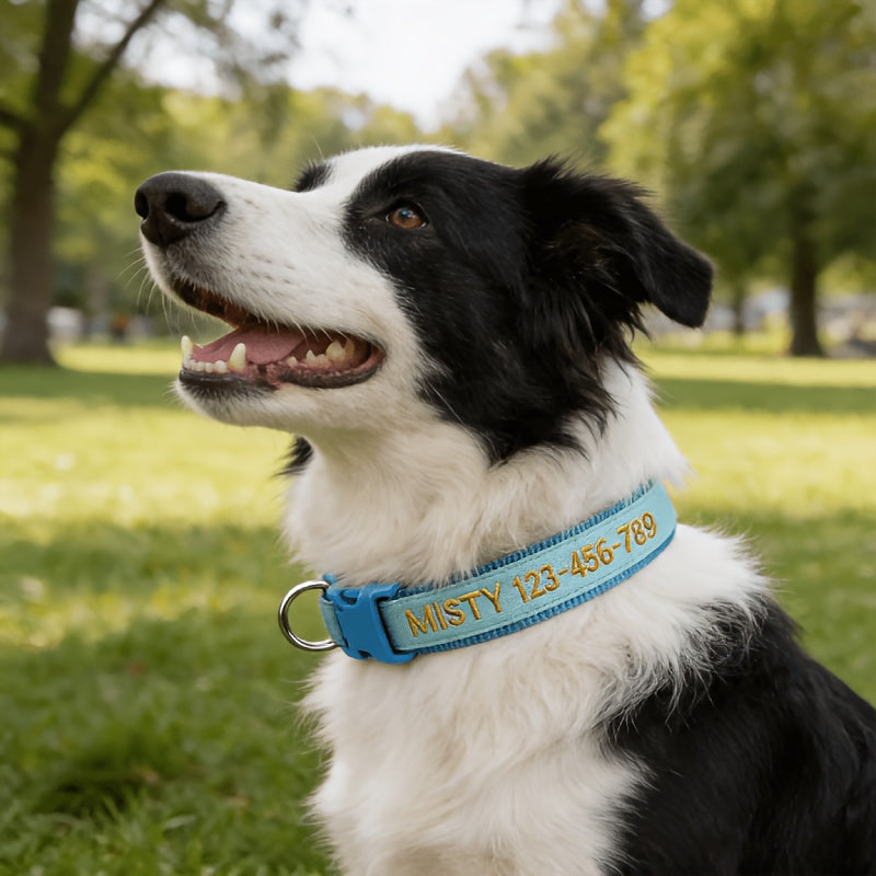 Collier pour chien phosphorescent personnalisé – Nom et numéro de téléphone brodés, collier de sécurité lumineux pour chiens de petite, moyenne et grande taille, conception anti-perte disponible en XS/S/M/L, 5 couleurs au choix