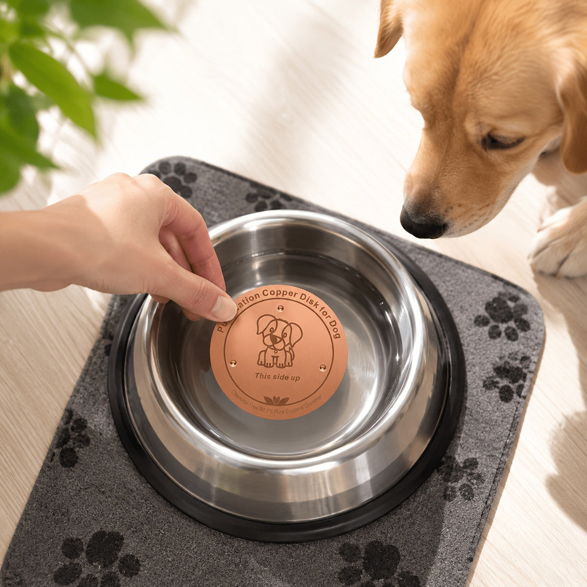 Disque de purification pour gamelle de chien en cuivre pur 10 cm - Insert de bol en cuivre réutilisable pour la purification de l'eau des chiens et animaux de compagnie - Accessoire naturel de nettoyage de l'eau sans pile pour gamelles de chien